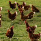 chickens