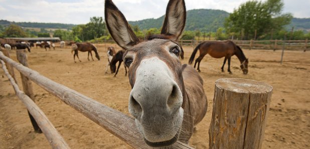 Donkey