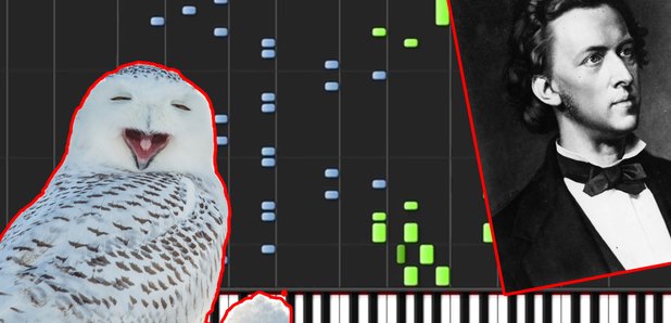 Harry Potter Hedwig theme