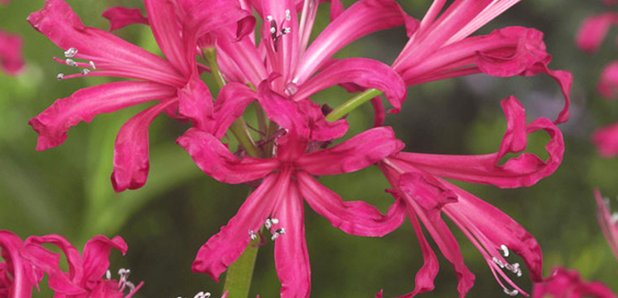 CFM Gardening nerine bowdenii
